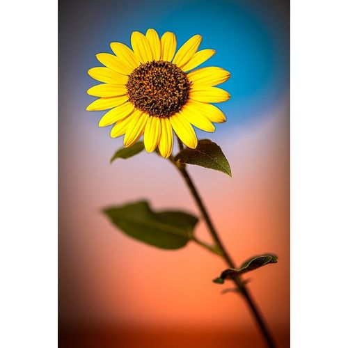 Colorado-Fort Collins Wild sunflower close-up